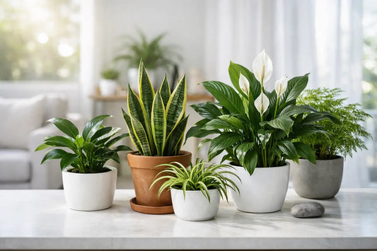Clean Air Indoor Air Purifying Plants